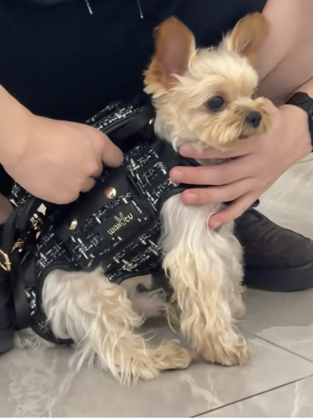 Small Dog Carrier/Harness